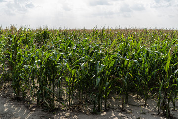 Corn field with blue skies and clouds