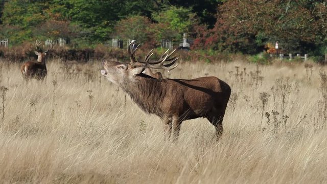 Red Deer bellowing during the rut