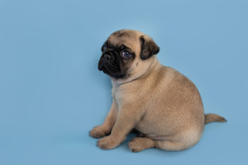 Obraz premium Cute pug puppy sitting on a blue background 