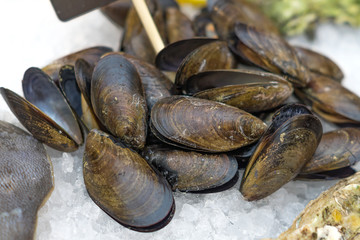 Fresh seafood - mussels in shell on ice in the market.