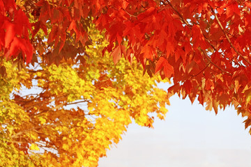 Bright scarlet red Maple leaves hang in the foreground creating a beautiful border.  Golden yellow Maple leaves in background

