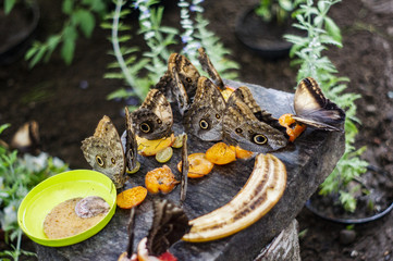 Motyle jedzą owoce