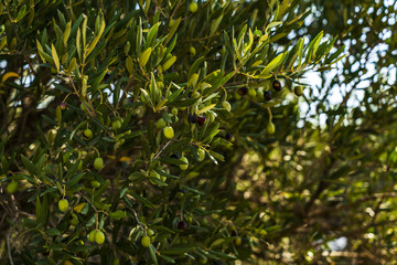 Oliven am Baum mit Blattwerk im Sonnenlicht