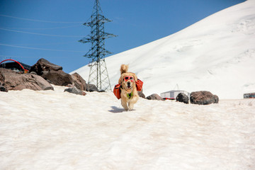 dog on snow