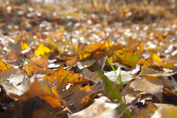 Leaves on the ground in autumn forest