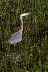 grey heron fishing on lake