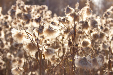 Close up view of reeds flower while sunshine through pass the fluffy white flower