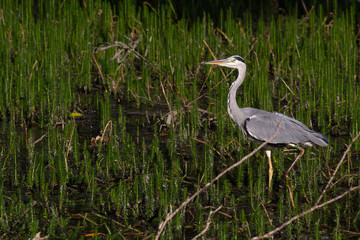 grey heron walking in pond in lincolnshire