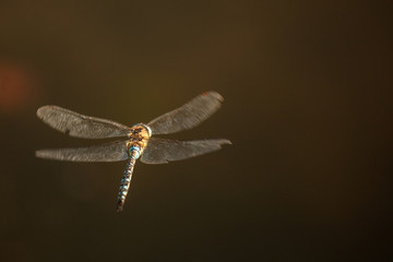 dragonfly flying