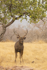Naklejka na ściany i meble A sambar deer grazing inside Ranthambore national park