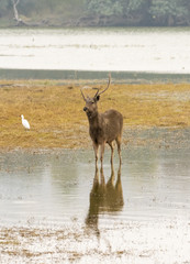 A Sambar deer standing in knee deep water inside Ranthambore national Park