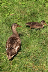 ANATRA E ANATRA SUL PRATO, DUCKS AND DUCK ON THE GRASS