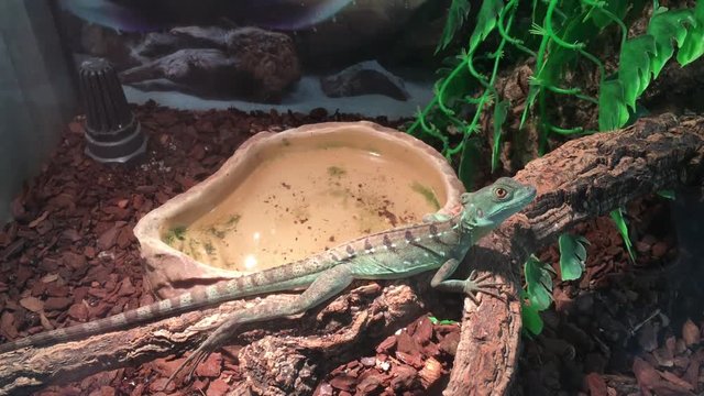 Stirnlappenbasilisk
