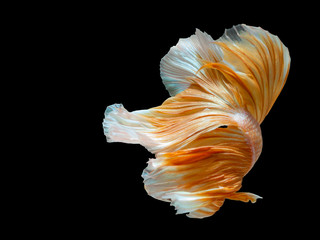 Close up art movement of Betta fish,Siamese fighting fish isolated on black background.Fine art design concept.