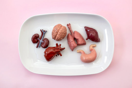 Human Internal Organs On White Plate Ready For Organ Transplant.