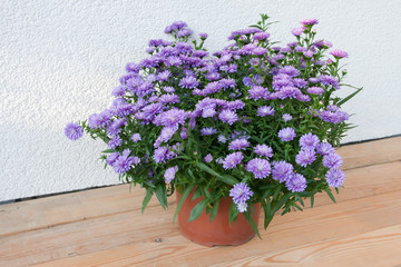 Bush blooming autumn asters in a plastic pot on a light background