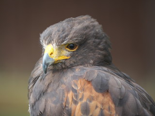 Portrait Wüstenbussard