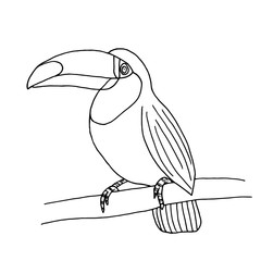 Toucan isolated on white background for coloring book page vector