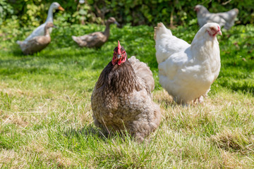 A chicken in a field, with a shallow depth of field