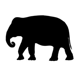 Elephant silhouette isolated on white background vector