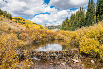 Fototapeta na wymiar Autumn colours in Cement Creek, Crested Butte, Colorado USA