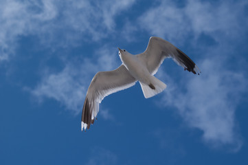 Möwe im Flug gegen blauen Himmel
