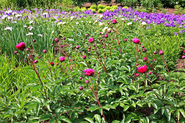 Obraz premium Red and white peonies flowers buds
