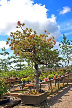 Bonsai displayed on an outdoor bench