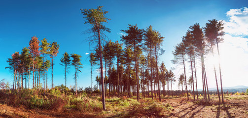 Interesting evergreen trees in the summer sky