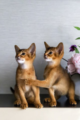Fototapeta na wymiar red Abyssinian kittens are funny and cheerful