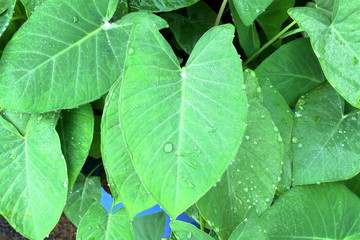 indian vegetable arvi patra or elephant leaves for indian gujarati food patra snack with water drops