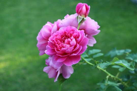 English Rose In Pink Princess Anne