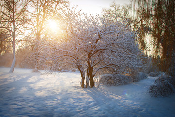 Winter morning in the city park of Khmelnitsky