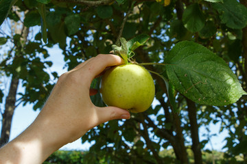 Cueillir une pomme sur une branche de pommier
