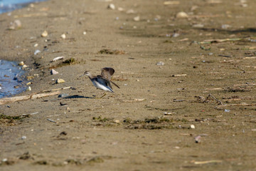  Wood Sandpiper (Tringa glareola).