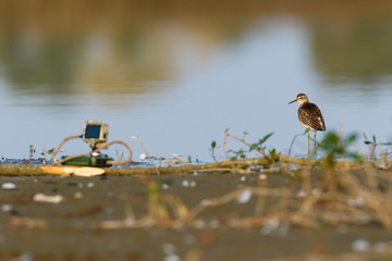  Wood Sandpiper (Tringa glareola).