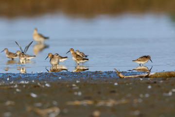  Wood Sandpiper (Tringa glareola).