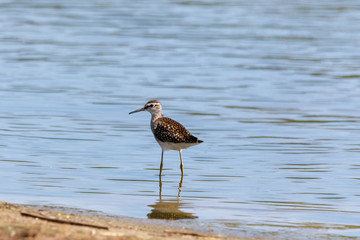  Wood Sandpiper (Tringa glareola).