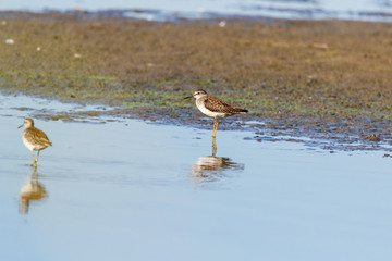  Wood Sandpiper (Tringa glareola).