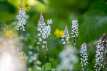 Tiarella Pink Skyrocket ornamental garden flower in bloom, pink white flowering plant