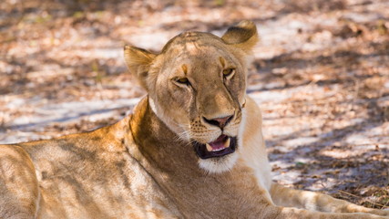 Tanzania. Lion in Selous park