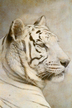 White tiger portrait on old paper background