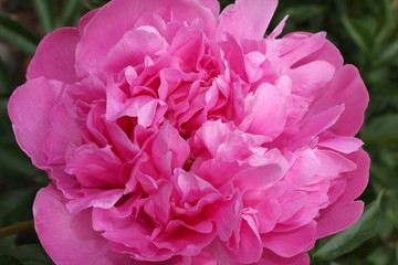 Very large, bright pink peony flower closeup. Beautiful ruffled petals of an heirloom, fragrant perennial flower.