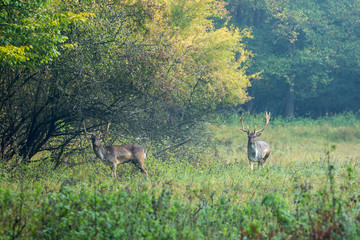 Beautiful fallow deer male (dama dama) in autumn forest.