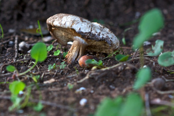 Mushroom in the Forest