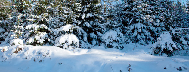 Winter landscape with snow covered trees. Winter background.