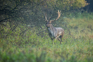 Beautiful fallow deer male (dama dama) in autumn forest.