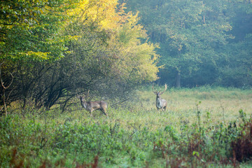 Beautiful fallow deer male (dama dama) in autumn forest.