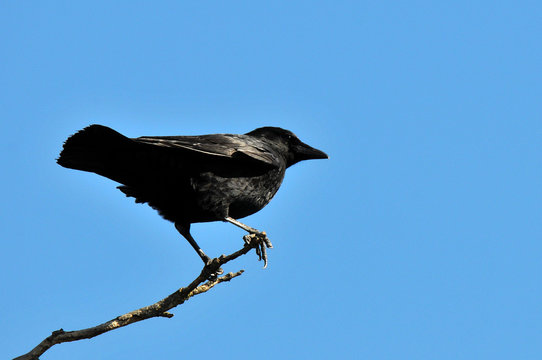 corbeau