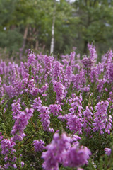 Heather (Calluna vulgaris)